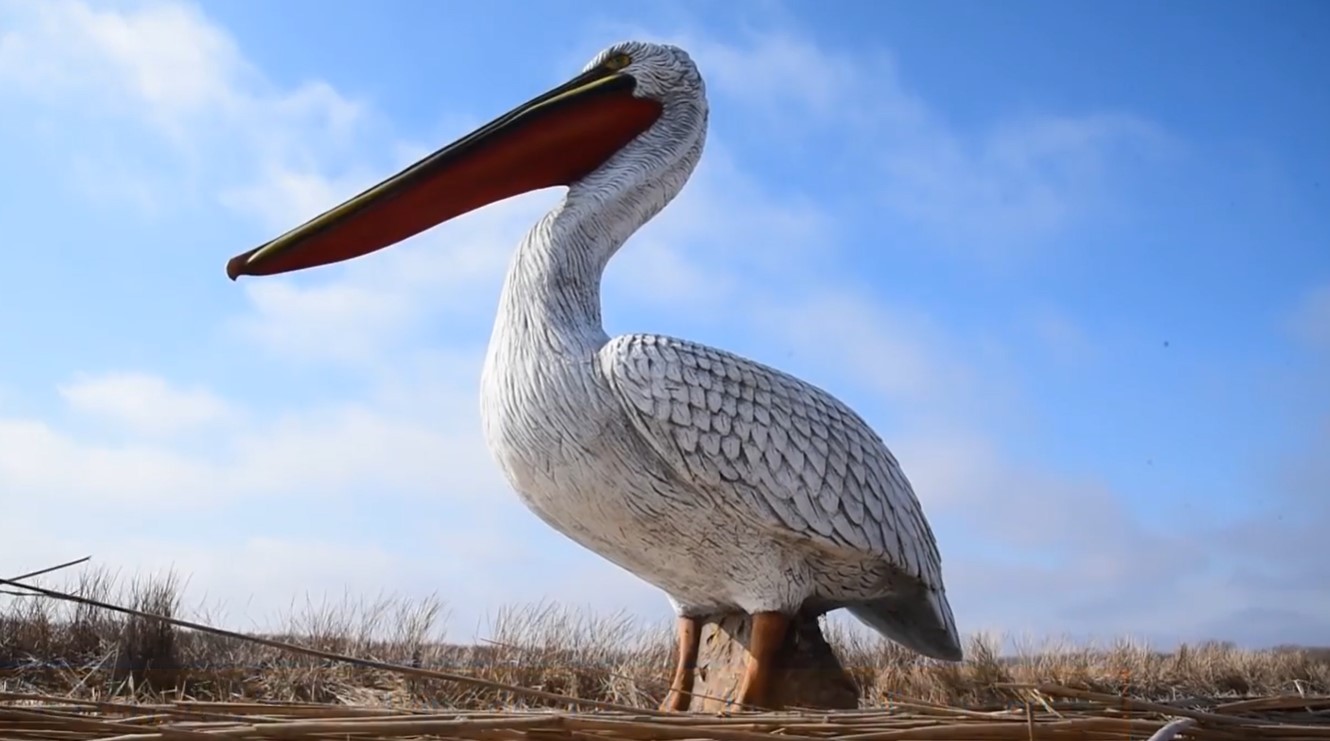 В Одеській області встановили штучних птахів, щоб привабити пеліканів (фото) «фото»