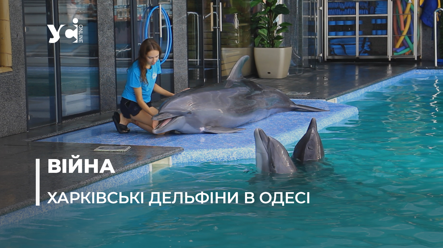 Як живеться харьківським дельфінам в Одесі (фото, відео) «фото»