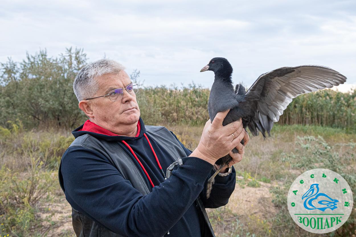 Реабілітація для крилатих: як Одеський зоопарк допомагає птахам (фото, відео) «фото»