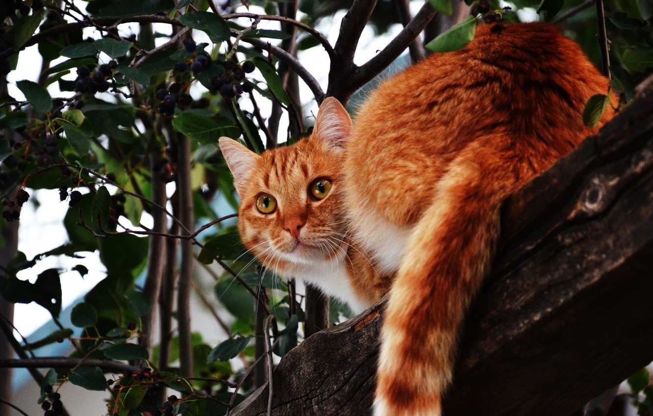 В Одесі у День тварин врятували кота  «фото»