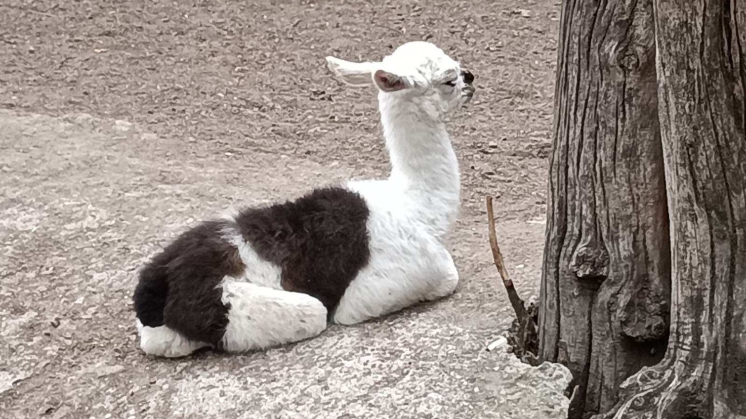 В Одеському зоопарку народилося дитинча лами (фото) «фото»