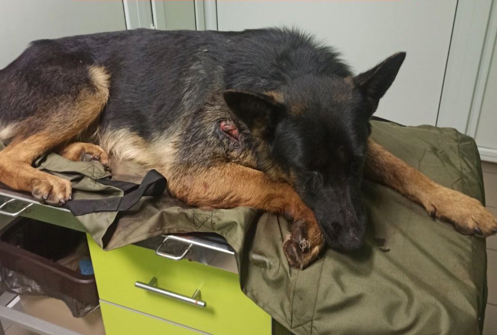 В Одесі рятують службового пса з фронту: потрібні собаки-донори — УСІ Online