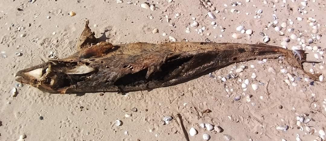 На Одещині знову знайшли мертвого дельфіна «фото»