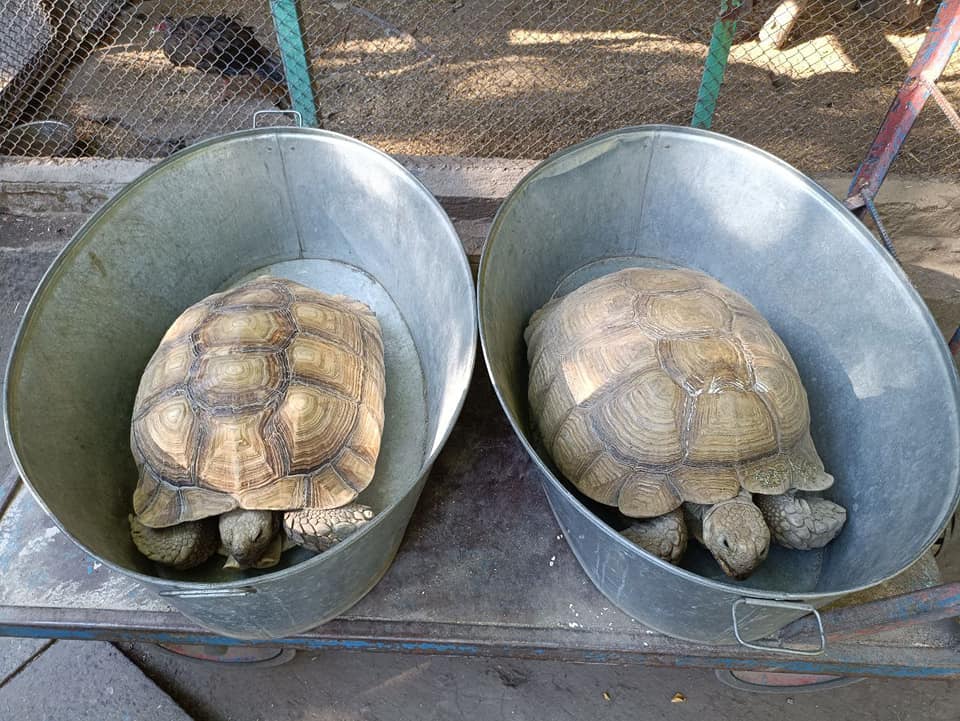 Великі африканські черепахи Одеського зоопарку переїхали до теплих вольєрів (фото) «фото»