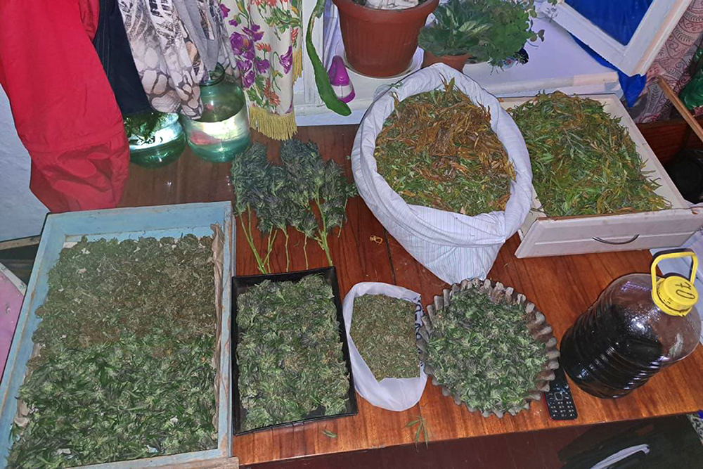 На Одещині викрили справжню нарко-плантацію (фото) «фото»