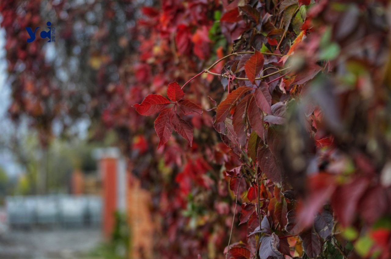 Жовто-багряна осінь в Одесі (фото) «фото»