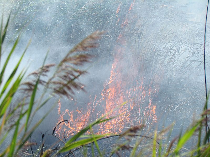 Пожежу в Дунайському заповіднику через кілька днів загасив дощ «фото»