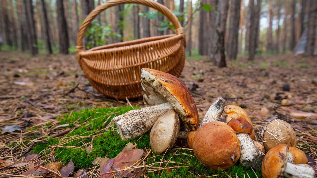 На Одещині знову отруїлися грибами «фото»