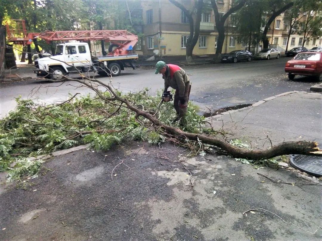 Негода в Одесі: повалено 12 дерев та великих гілок (фото) «фото»