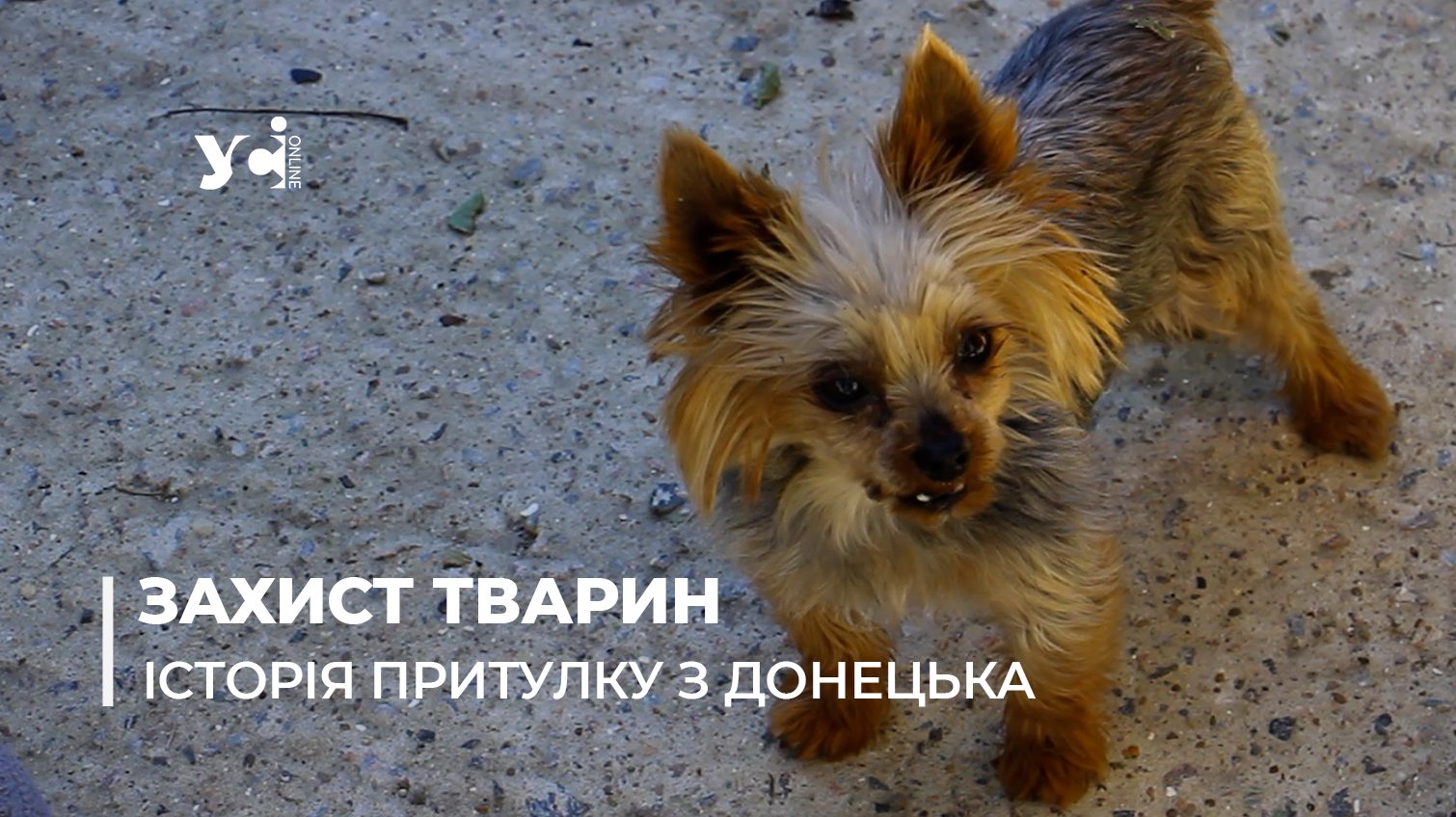 З Донецька до Чорноморська: історія притулку для тварин (відео) «фото»