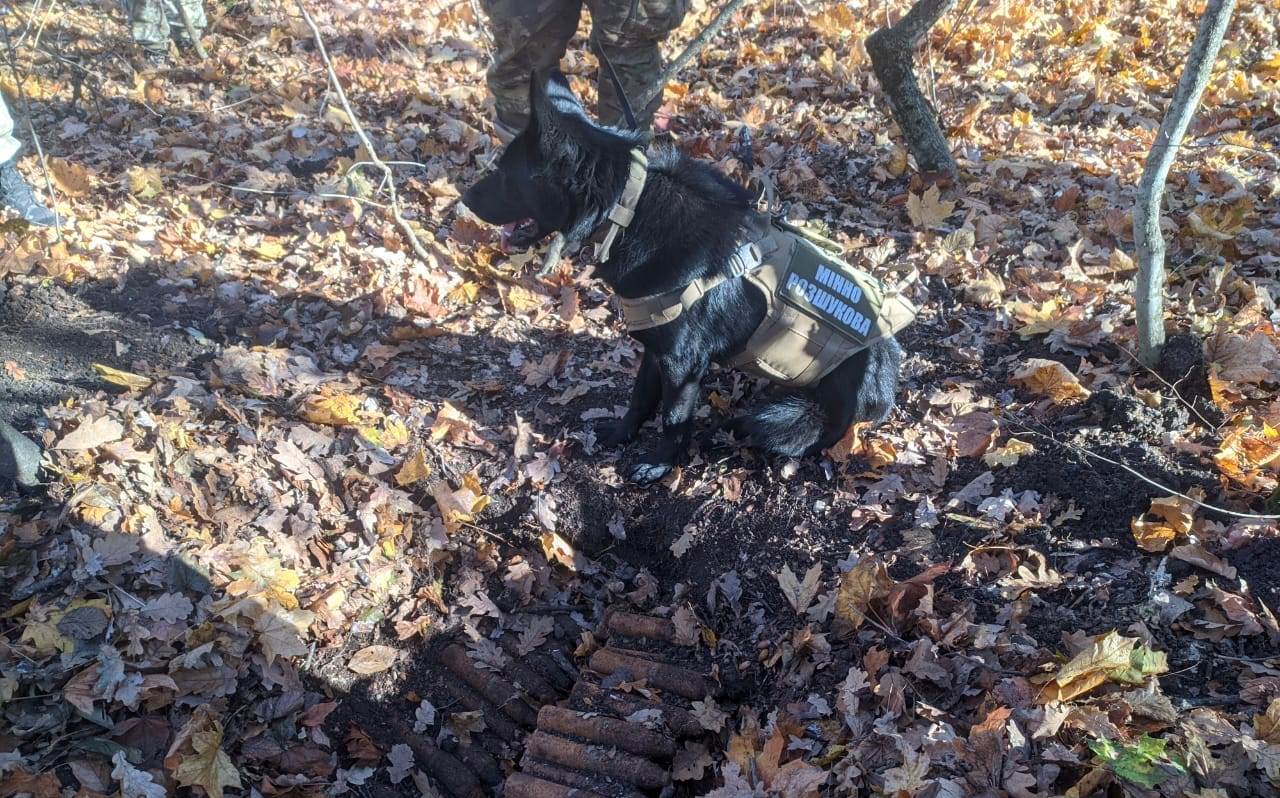 Службова собака на Одещині знайшла понад 130 артилерійських снарядів (фото) «фото»