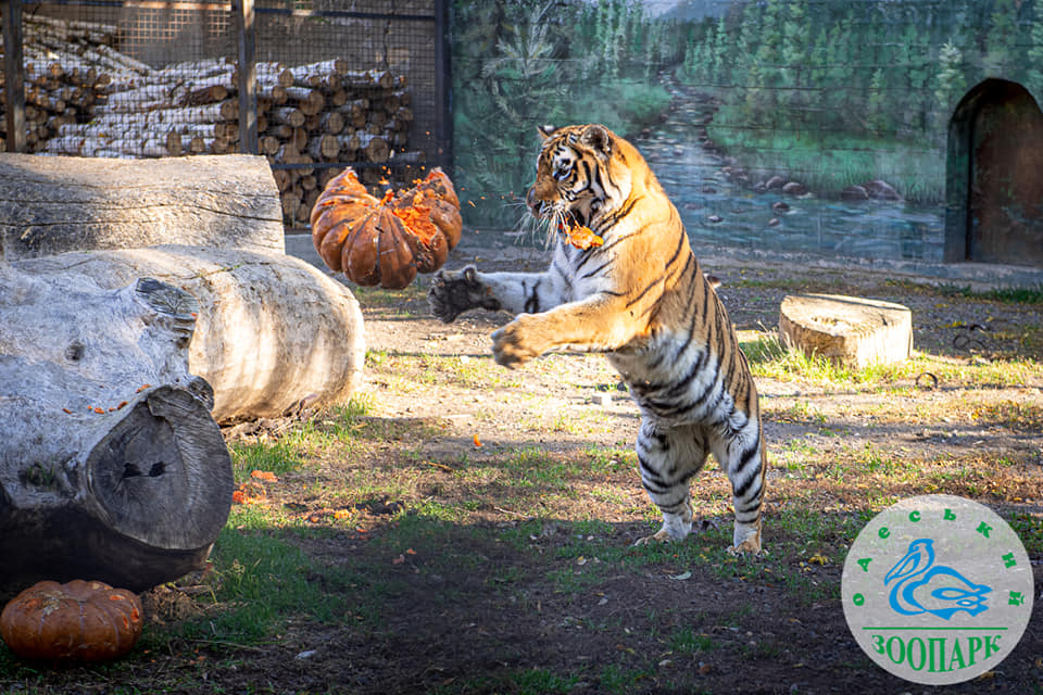 В Одеському зоопарку тваринам влаштували гарбузову п’ятницю (фото) «фото»