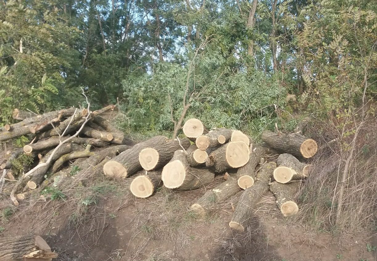 Мешканець Одеської області незаконно спиляв дерева на 30 тисяч (фото) «фото»