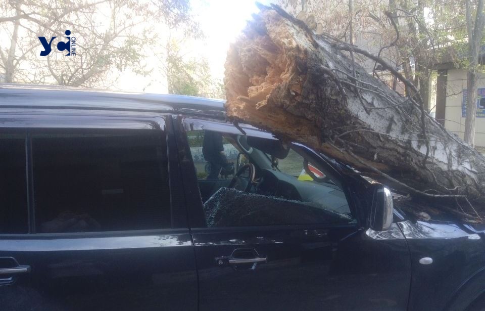 Дерево впало на машину в Суворівському районі (фото) «фото»