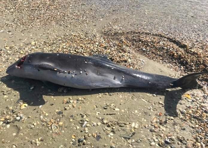 Зоолог розповів про наслідки масової загибелі дельфінів у Чорному морі «фото»
