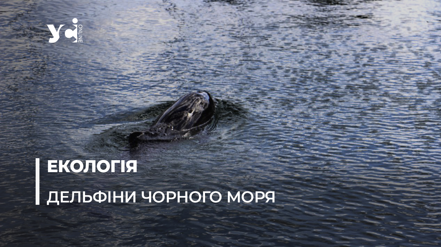 Що буде, якщо дельфінів не стане? Про допомогу дельфінам одеського узбережжя (фото) «фото»