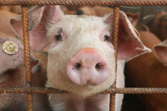 Одеських фермерів попередили про африканську чуму свиней «фото»