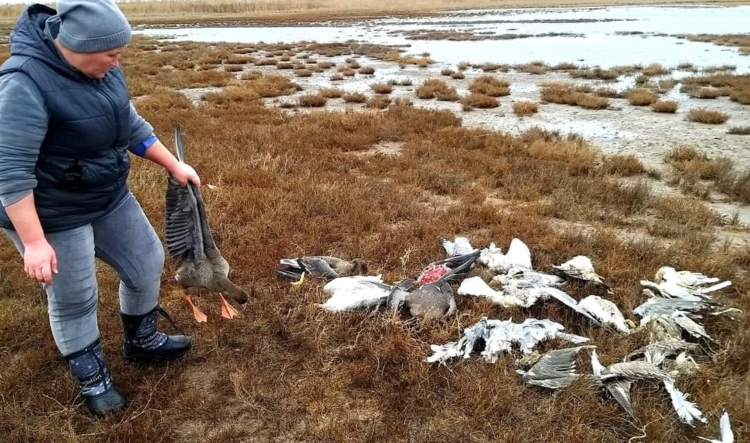 На Одещині по невідомій причині масово гинуть птахи: екологи б’ють на сполох (фото) «фото»