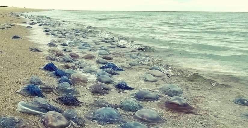 На узбережжя Одещини викинуло мільйони мертвих медуз (фото) «фото»