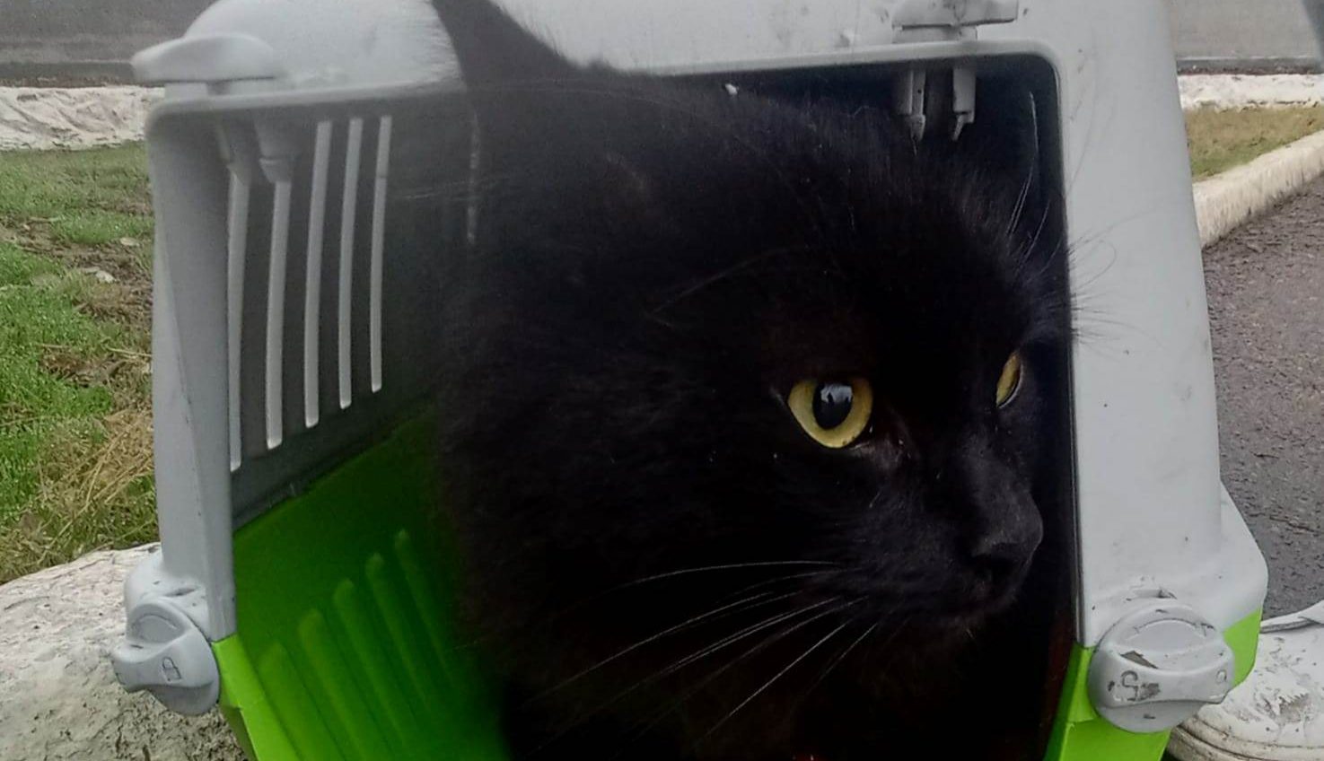 За кордон з котом: в Одеській області спіймали ухилянта з пухнастиком (фото) «фото»