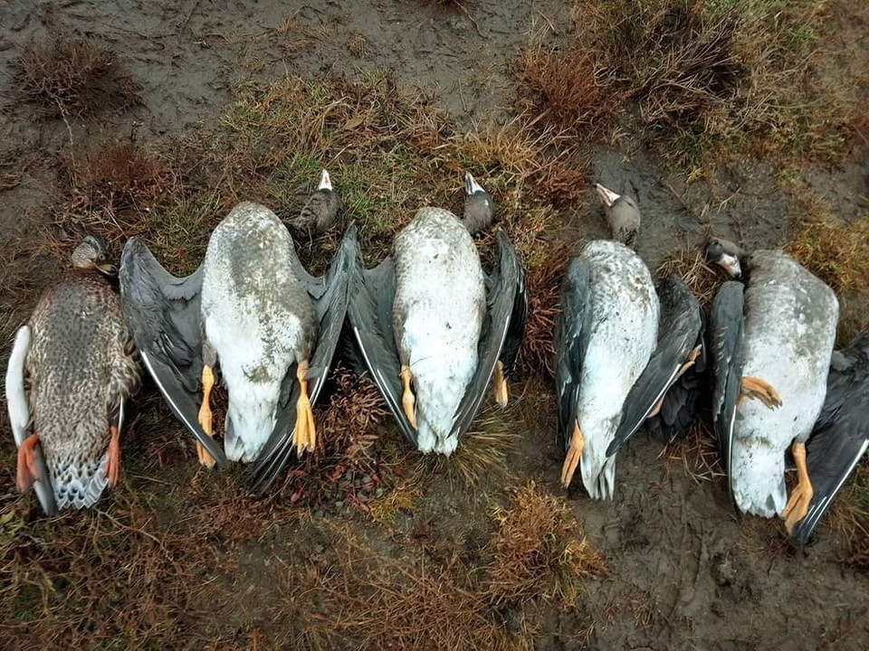 Масова загибель птахів на Одещині: спеціалісти встановлюють причини «фото»