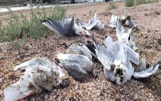 Міндовкілля ініціює розслідування загибелі птахів у Тузлівських лиманах «фото»