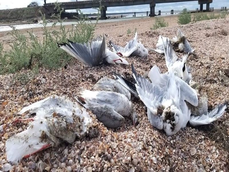 Міндовкілля ініціює розслідування загибелі птахів у Тузлівських лиманах «фото»