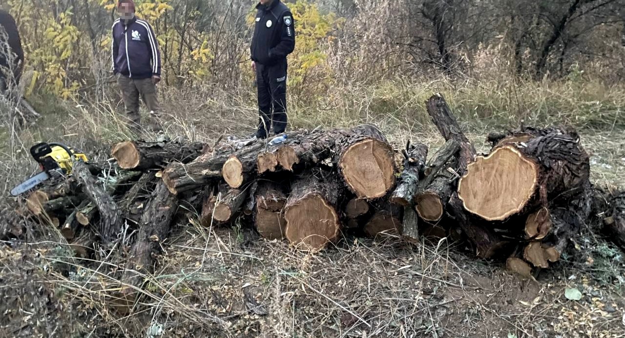 В Одеській області чоловік незаконно спилів дерева дикої маслини (фото) «фото»