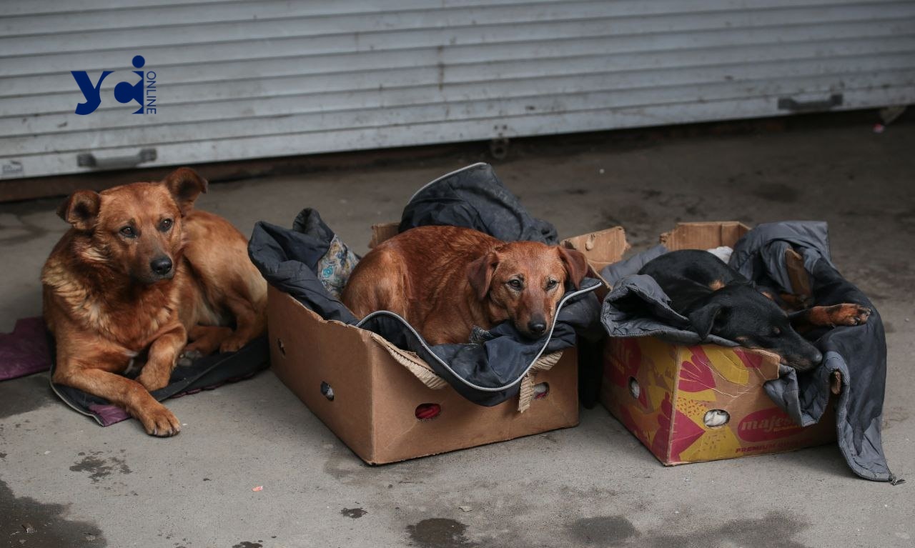 Зоозахисники стурбовані долею безпритульних тварин в порту Одещини (фото) «фото»