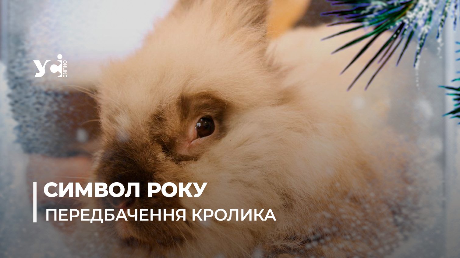 Що сказав кролик: новорічне ворожіння в Одеському зоопарку (фото, відео) «фото»