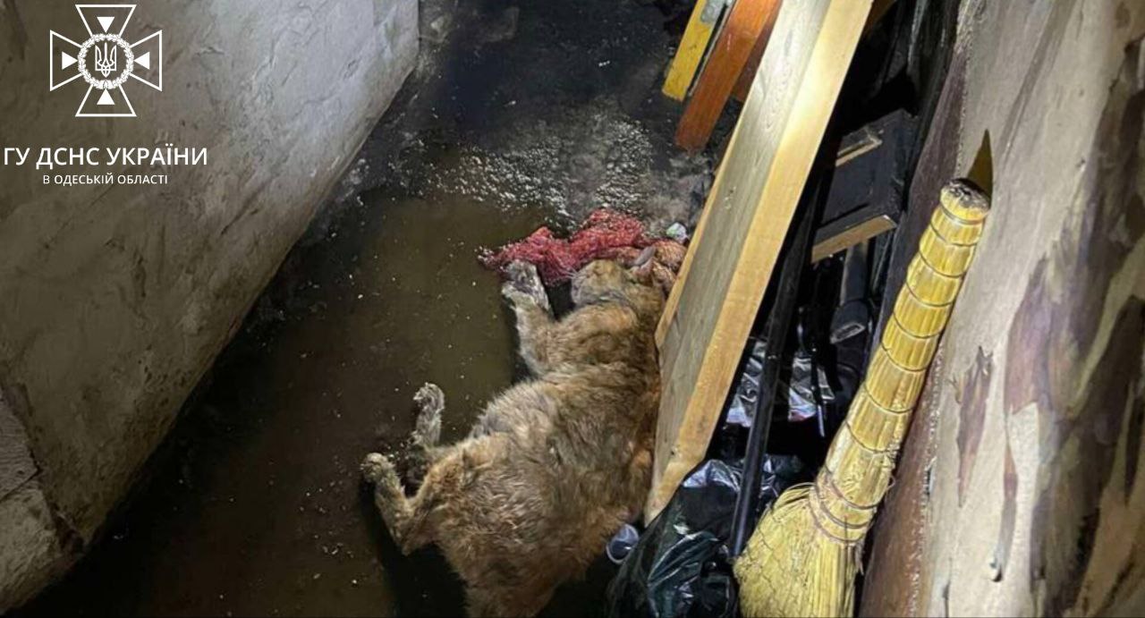 На пожежі в Одесі загинули двоє пенсіонерів і кіт (фото) «фото»