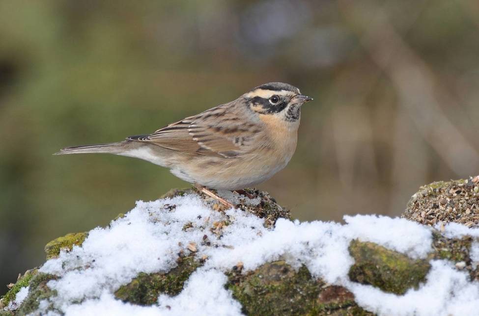 Хороші новини страшного року: фауна Одещини поповнилася новими видами птахів (фото) «фото»
