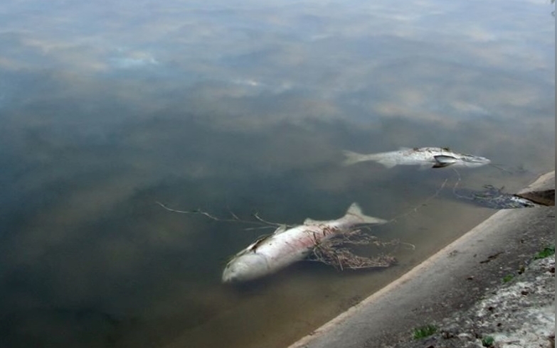 Через обстріл рашистів на Херсонщині масово загинула риба майже на 400 млн грн «фото»