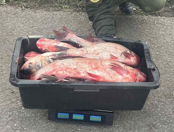 Понад 100 кг риби: в Одеській області затримали двох браконьєрів (фото) «фото»