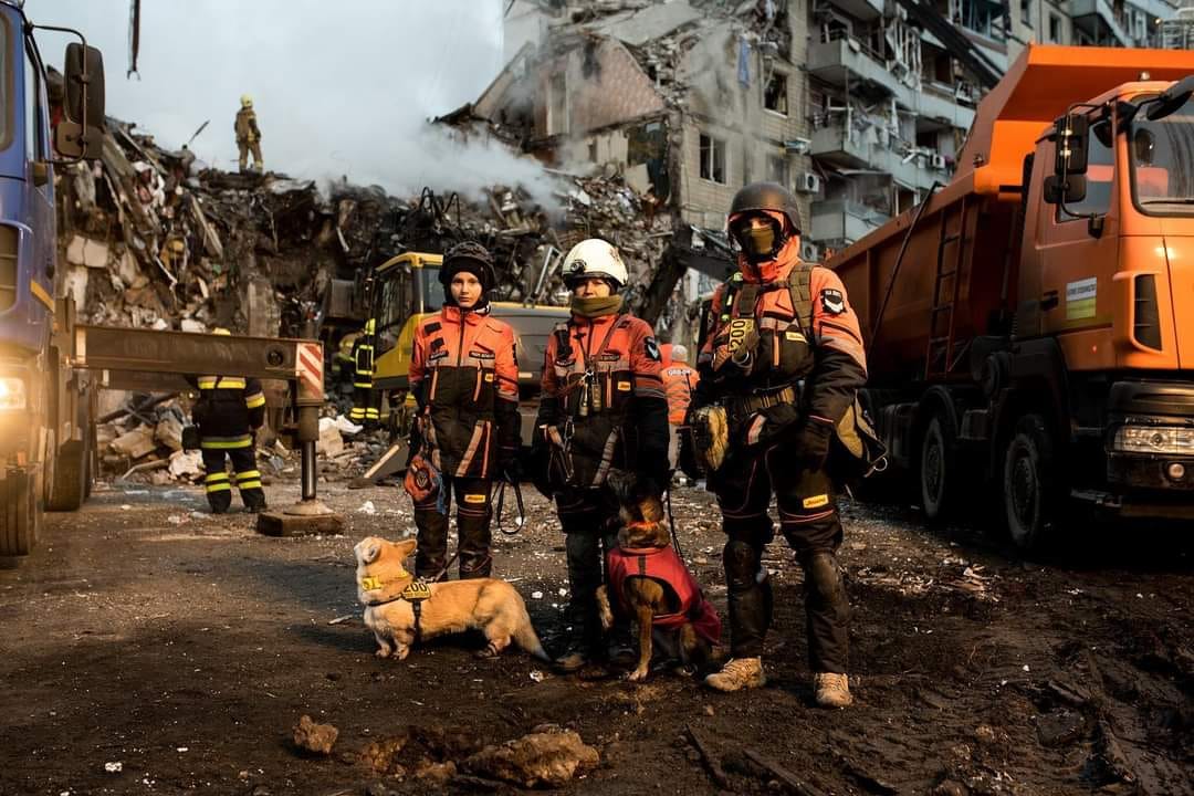 «Живих не знаходили»: як собаки-пошуковці допомагали рятівникам у Дніпрі (фото, відео) «фото»