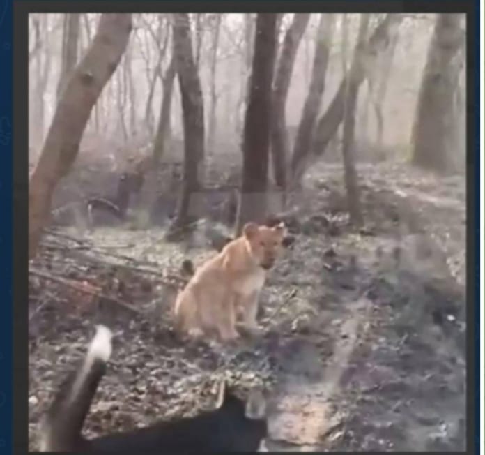 В Одеському зоопарку прокоментували ситуацію про знайденого у лісі лева «фото»