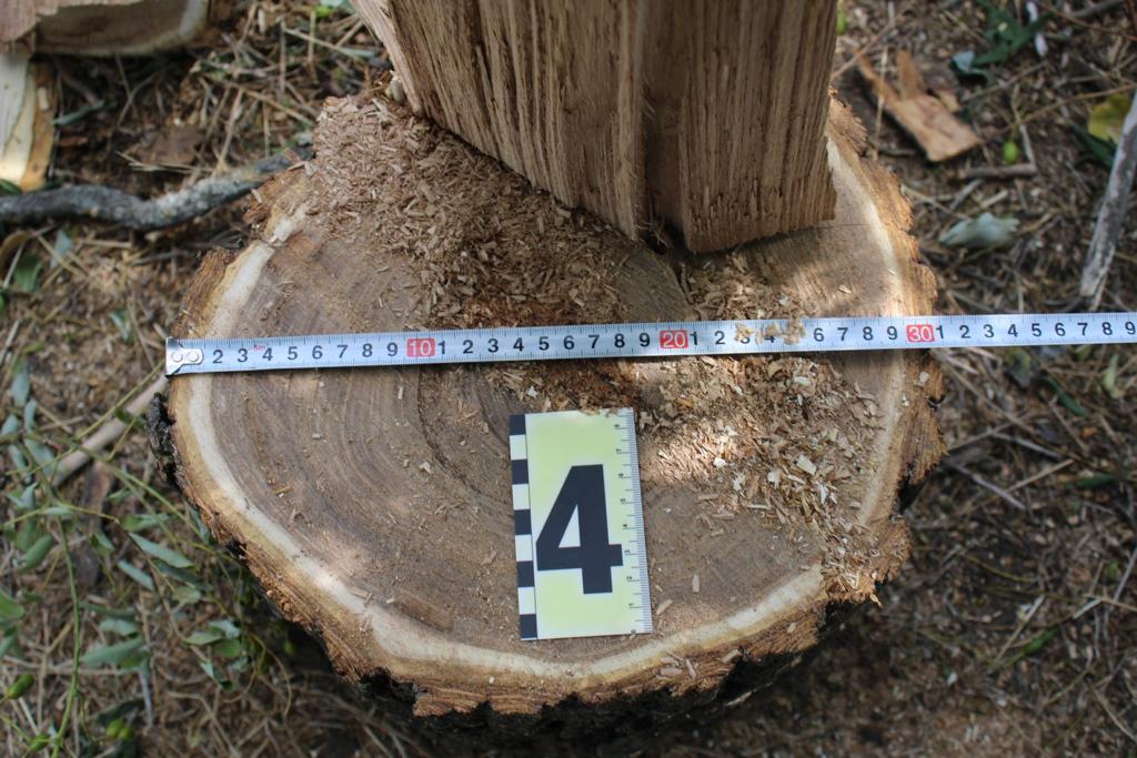 Трьом мешканцям Одещини «світить» до 7 років тюрми за зрубані дерева японської софори у лісосмузі (фото) «фото»