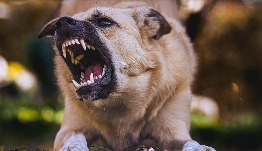На Одещині собака напав на жінку: постраждала у важкому стані «фото»