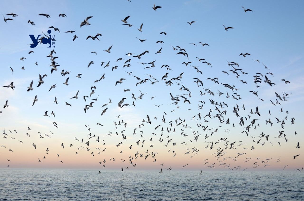 Зимове узбережжя Одеси: прогулянки містян, спокійне море і птахи (фото) «фото»