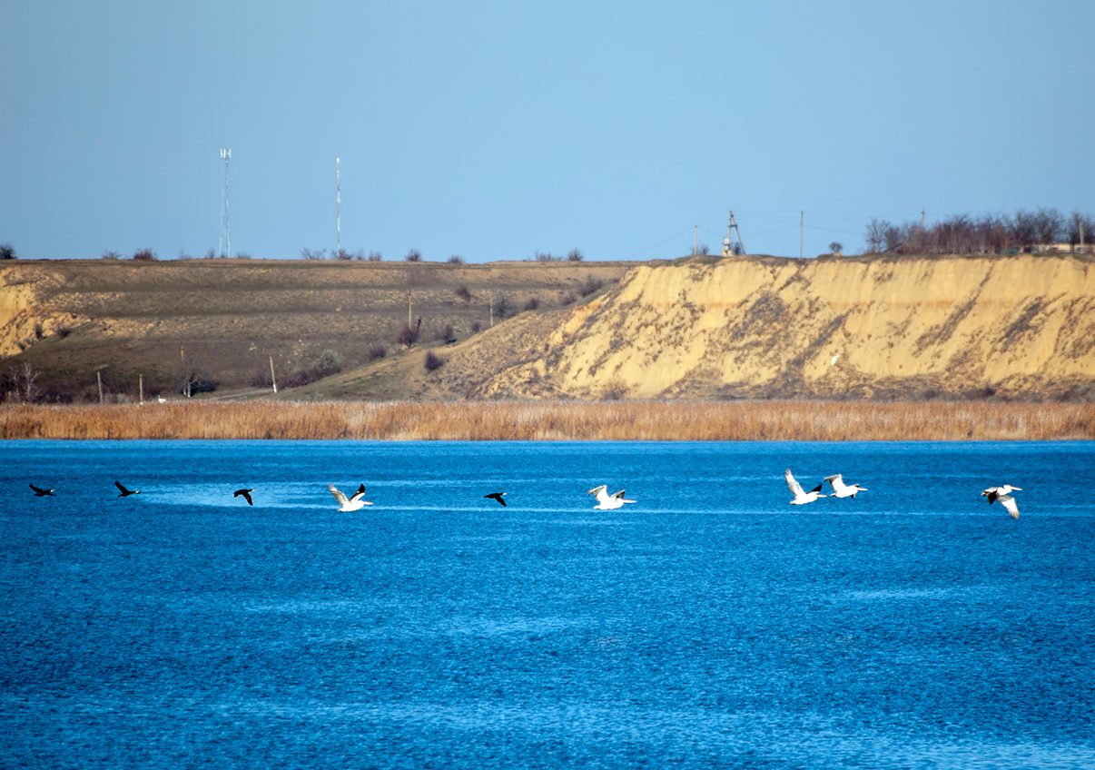 В Одеській області порахували пеліканів: їх менше ніж до війни  «фото»