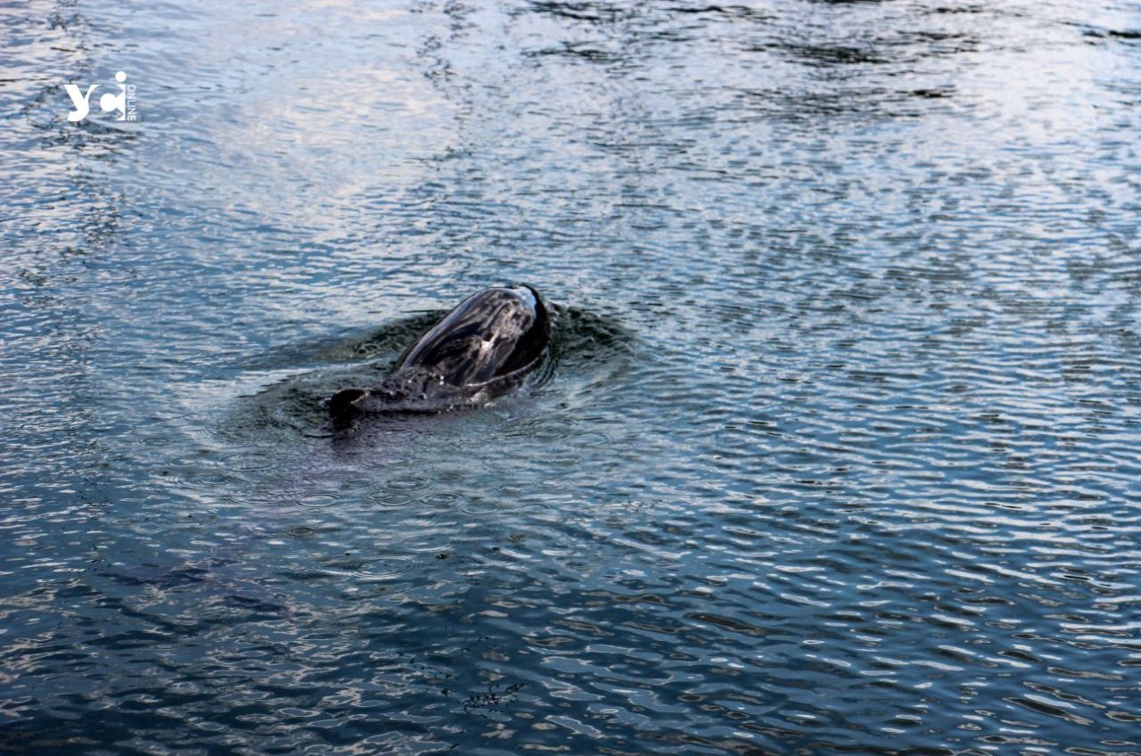 Дельфіни Чорного моря змінили місця зимівлі через травми від воєнних дій «фото»
