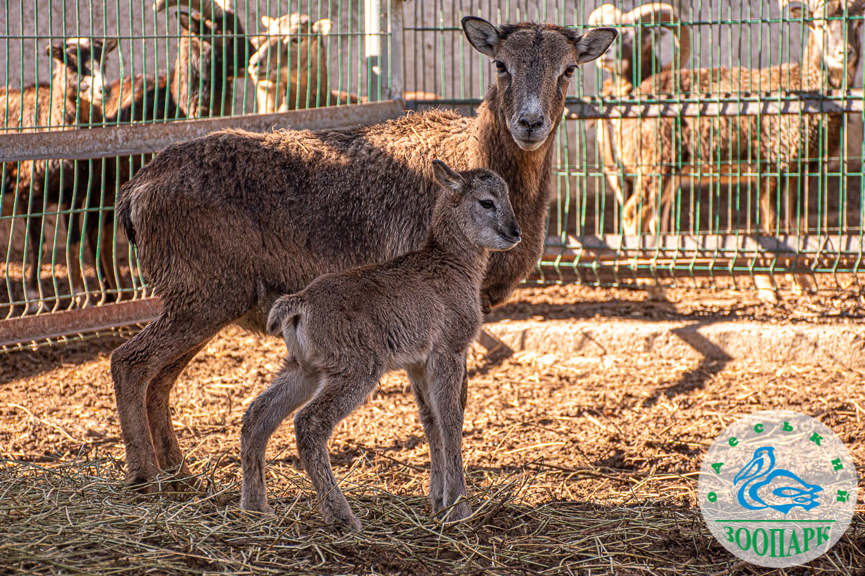 В Одеському зоопарку народився малюк муфлона (фото) «фото»