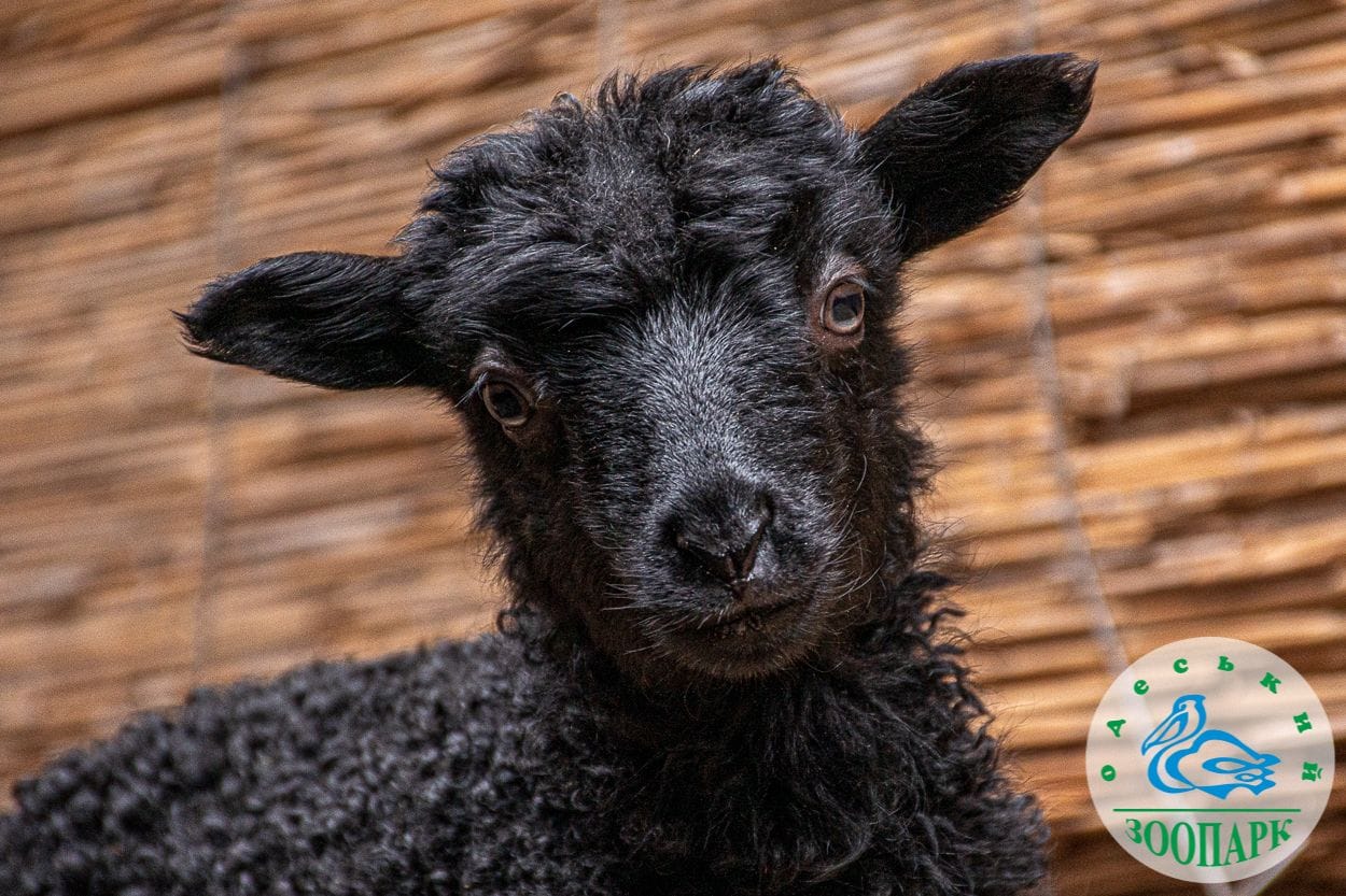 В Одеському зоопарку народилися козенята та ягнята (фото) «фото»