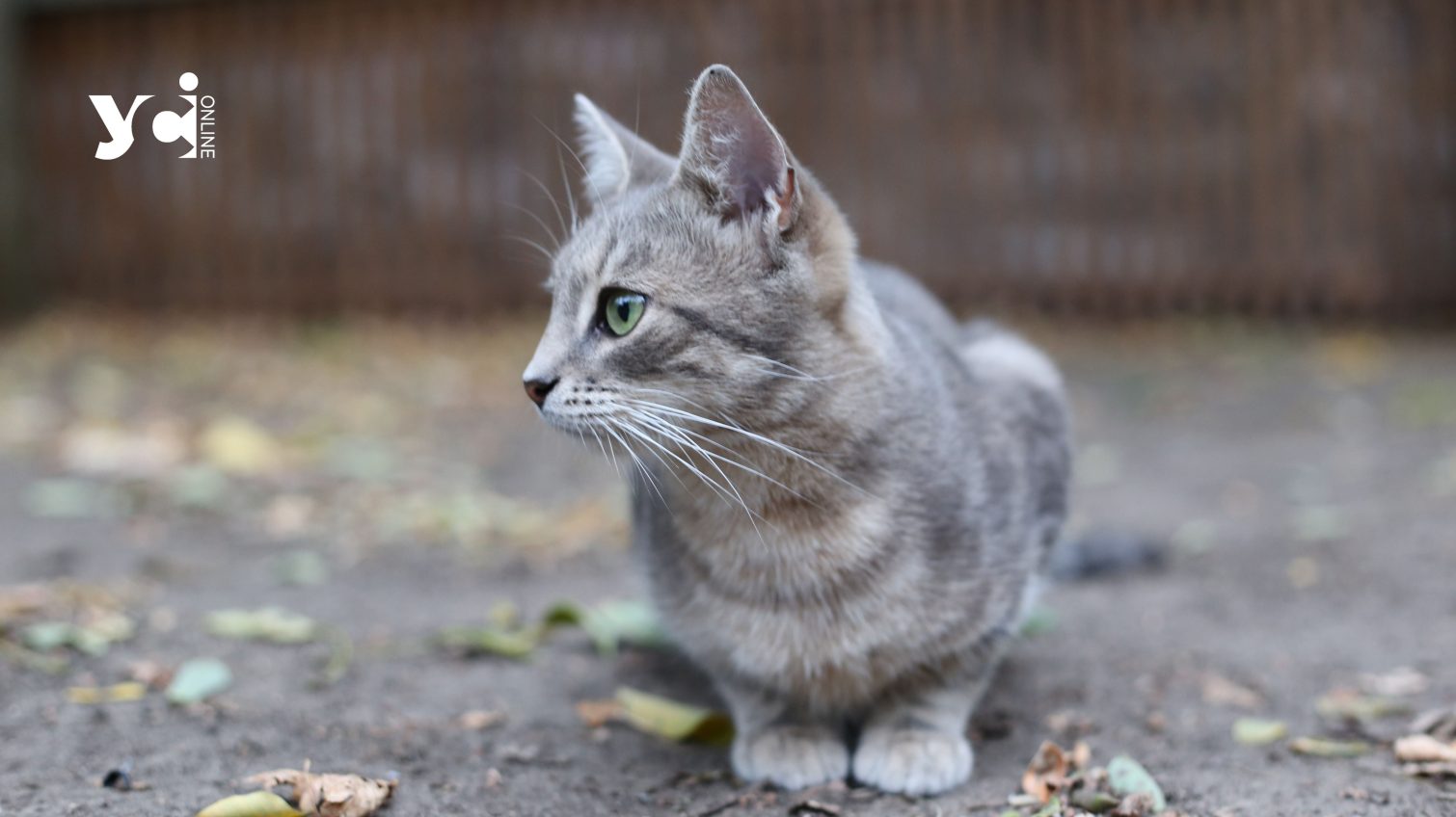 В Одесі для стерилізації та вакцинації бездомних кішок оголосили тендер «фото»