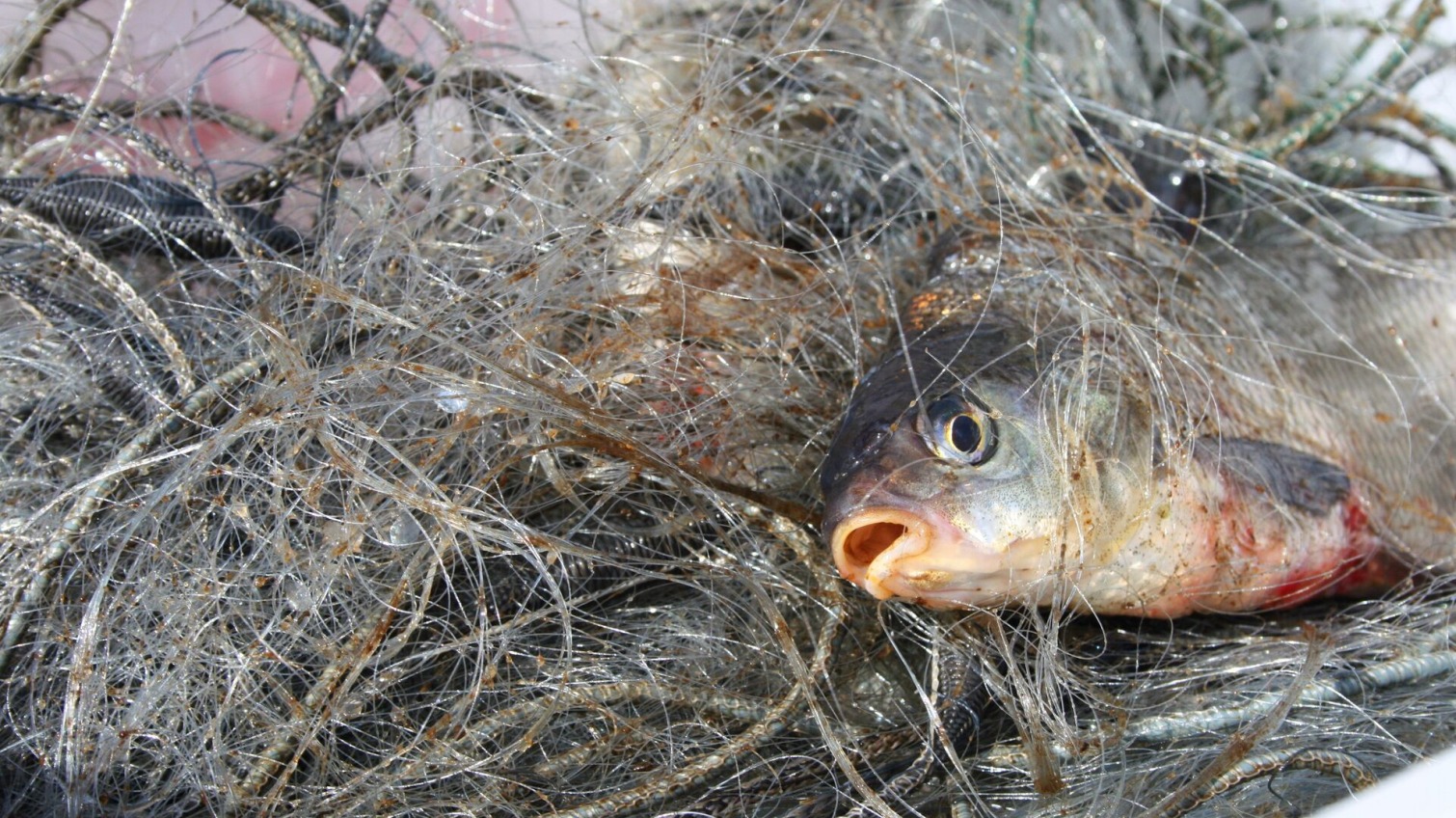 На частині внутрішніх водойм Одеської області заборонили риболовлю «фото»