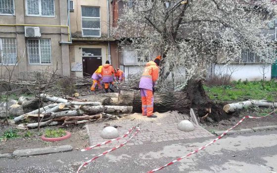 В Одесі деревопад: травмовано жінку, повалено вже 14 дерев (фото, ОНОВЛЕНО) «фото»