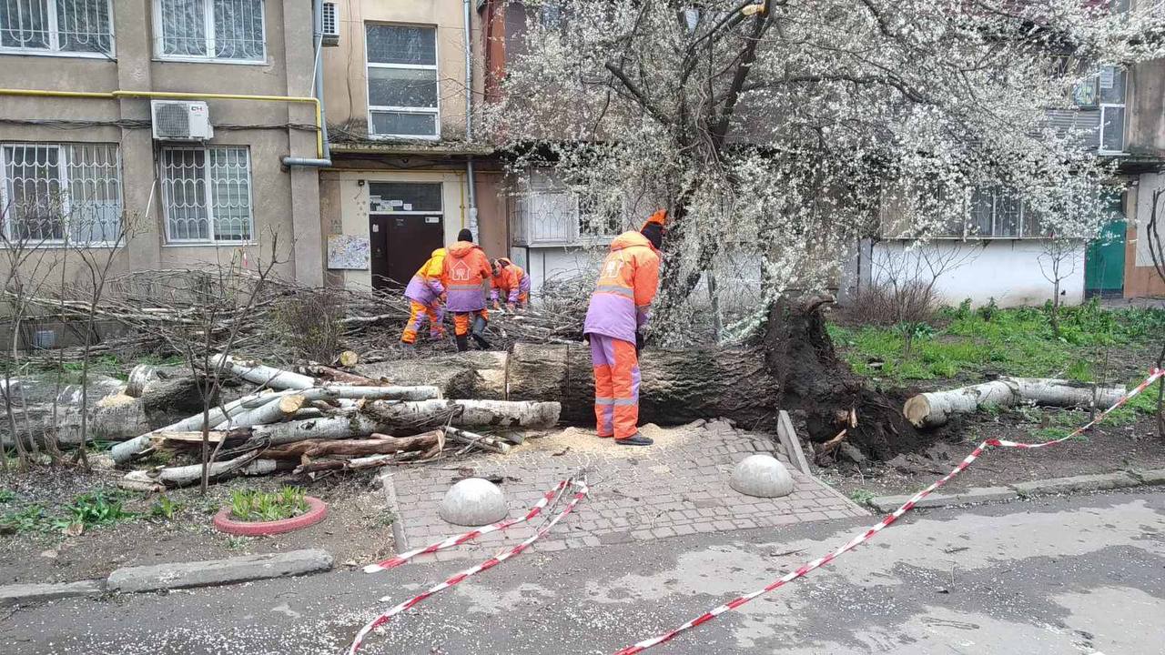 В Одесі деревопад: травмовано жінку, повалено багато дерев (фото, ОНОВЛЕНО) «фото»
