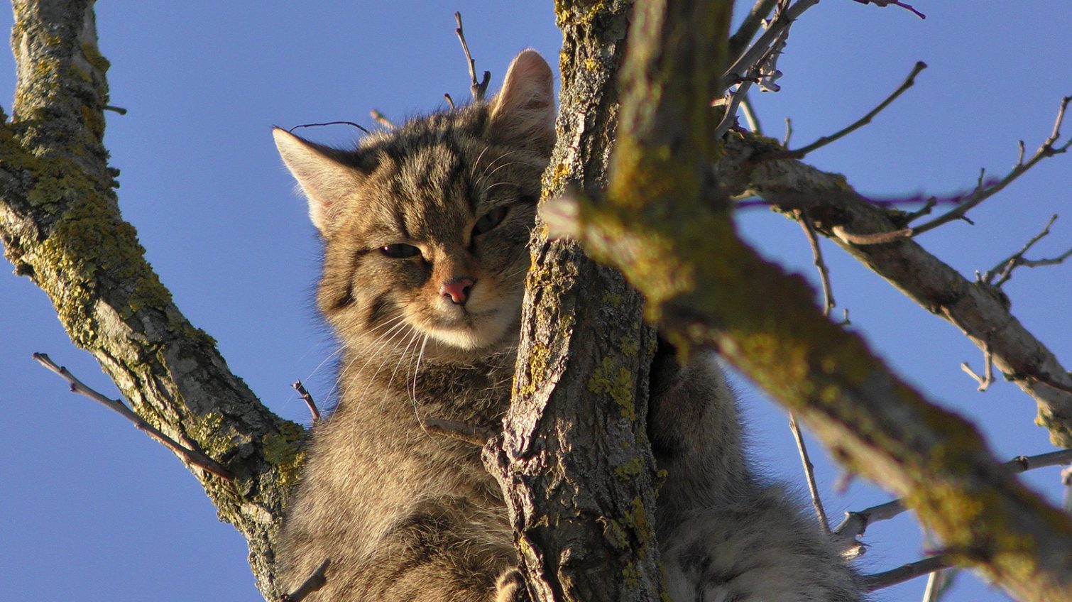 Рідкого лісового кота зустріли в Тарутинському степу (фото) «фото»