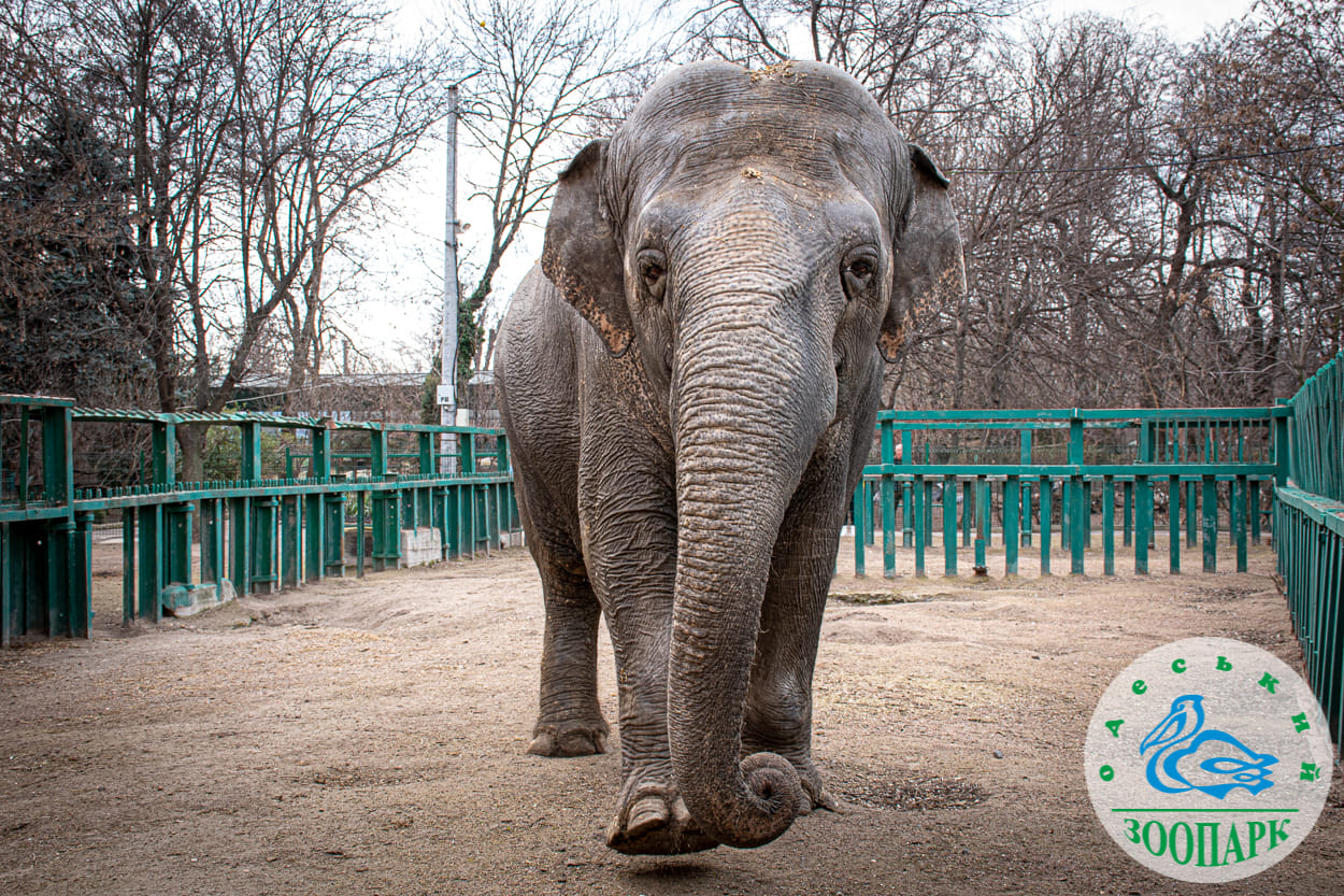 Вже весна: в Одеському зоопарку найбільшу мешканку випустили на вулицю «фото»