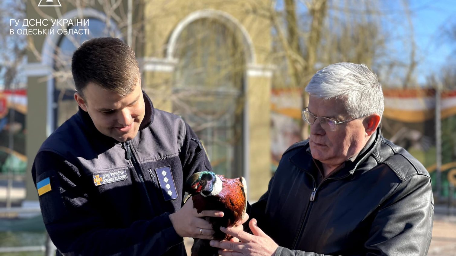 В Одесі врятували фазана, який застряг у бампері авто, і передали в зоопарк (фото) «фото»